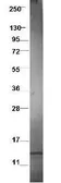 Anti-CCL3L1 antibody used in Western Blot (WB). GTX48812