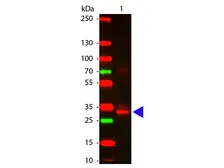 Anti-L-Asparaginase antibody used in Western Blot (WB). GTX48847 Anti-L-Asparaginase antibody used in Western Blot (WB). GTX48847