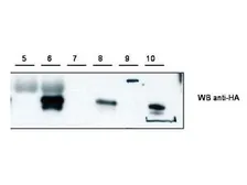 Anti-PSCDBP antibody used in Immunoprecipitation (IP). GTX48859