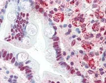 Anti-ThPok antibody used in IHC (Paraffin sections) (IHC-P). GTX48861