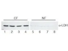 Anti-Lactate Dehydrogenase antibody used in Western Blot (WB). GTX48868