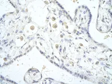 Anti-DLX5 antibody, C-term used in IHC (Paraffin sections) (IHC-P). GTX48999
