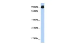 Anti-ELMO3 antibody, Internal used in Western Blot (WB). GTX49014
