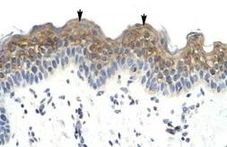 Anti-HSFX1 antibody, Internal used in IHC (Paraffin sections) (IHC-P). GTX49072