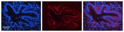 Anti-Jagged 2 antibody, N-term used in IHC (Paraffin sections) (IHC-P). GTX49093