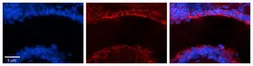 Anti-MICALL1 antibody, N-term used in IHC (Paraffin sections) (IHC-P). GTX49107