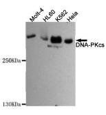 Anti-DNA-PKcs antibody [8D3-B12-F11] used in Western Blot (WB). GTX49138