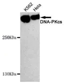 Anti-DNA-PKcs antibody [6D1-C11-F10] used in Western Blot (WB). GTX49142
