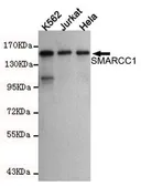 Anti-SMARCC1 antibody [2A4-H7-C12] used in Western Blot (WB). GTX49155