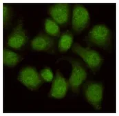 Anti-WDR77 antibody [8A10-C10-E8] used in Immunocytochemistry/ Immunofluorescence (ICC/IF). GTX49156