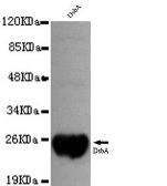 Anti-DsbA antibody [1A2-D4-G10] used in Western Blot (WB). GTX49173