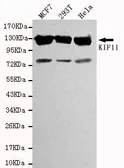 Anti-Eg5 antibody [4H3-1F12] used in Western Blot (WB). GTX49188