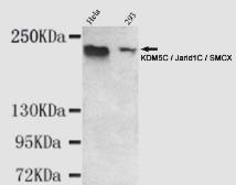 Anti-JARID1C antibody [2E4-E1-G8] used in Western Blot (WB). GTX49191