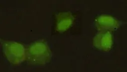 Anti-HP1 alpha antibody [3G2-H10-A6] used in Immunocytochemistry/ Immunofluorescence (ICC/IF). GTX49194