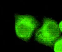 Anti-Nucleophosmin antibody [2D9-C3-E5] used in Immunocytochemistry/ Immunofluorescence (ICC/IF). GTX49195