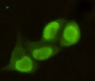 Anti-PRMT6 antibody [2C3-F1-G1] used in Immunocytochemistry/ Immunofluorescence (ICC/IF). GTX49197