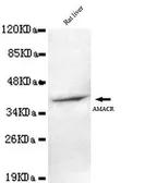 Anti-AMACR antibody [2F3-C11-B12] used in Western Blot (WB). GTX49217