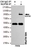 Anti-NUP98 antibody [3B8-D7-H10] used in Immunoprecipitation (IP). GTX49240