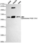 Anti-CYP17A1 antibody [6E1-H9-F6] used in Western Blot (WB). GTX49265