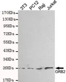 Anti-GRB2 antibody [3B2-G2-E5] used in Western Blot (WB). GTX49267