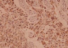 Anti-Claudin 5 antibody used in IHC (Paraffin sections) (IHC-P). GTX49370