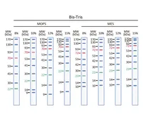 Trident Prestained Protein Ladder (Standard Range). GTX49384