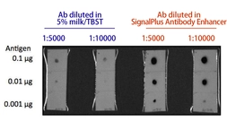 SignalPlus Antibody Enhancer. GTX49999