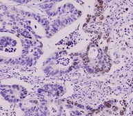 Anti-SUMO2 antibody [AT10F1] used in IHC (Paraffin sections) (IHC-P). GTX50000