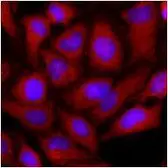 Anti-OAT antibody [AT23A2] used in Immunocytochemistry/ Immunofluorescence (ICC/IF). GTX50004
