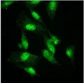 Anti-GCN5 antibody [AT3G13] used in Immunocytochemistry/ Immunofluorescence (ICC/IF). GTX50005