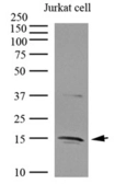 Anti-IL32 antibody [AT2F9] used in Western Blot (WB). GTX50008