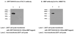 Anti-KSHV ORF73 antibody [AT4C11] used in Western Blot (WB). GTX50023