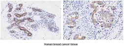 Anti-Cyclophilin F antibody [AT1F5] used in IHC (Paraffin sections) (IHC-P). GTX50026