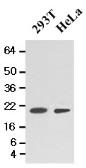 Anti-Cyclophilin F antibody [AT1F5] used in Western Blot (WB). GTX50026