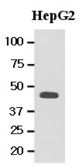 Anti-MAT2A antibody [AT3A2] used in Western Blot (WB). GTX50027