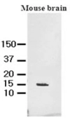 Anti-FABP7 antibody [AT1D1] used in Western Blot (WB). GTX50031