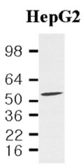 Anti-PDCD4 antibody [k4C1] used in Western Blot (WB). GTX50048