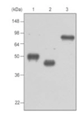 Anti-Maltose binding protein antibody [10C12] used in  (). GTX50060
