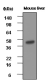 Anti-BHMT antibody [3D6] used in Western Blot (WB). GTX50061