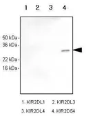 Anti-KIR2DS4 antibody [5F2] used in Western Blot (WB). GTX50069