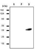 Anti-RASSF1A antibody [3F3] used in Western Blot (WB). GTX50075