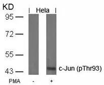 Anti-c-Jun (phospho Thr93) antibody used in Western Blot (WB). GTX50101