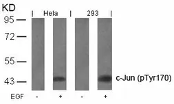 Anti-c-Jun (phospho Tyr170) antibody used in Western Blot (WB). GTX50102