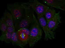 Anti-MEF2A (phospho Thr319) antibody used in Immunocytochemistry/ Immunofluorescence (ICC/IF). GTX50115