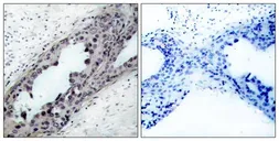 Anti-PTEN (phospho Ser380/Thr382/Thr383) antibody used in IHC (Paraffin sections) (IHC-P). GTX50130