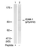 Anti-ICAM1 / CD54 (phospho Tyr512) antibody used in Western Blot (WB). GTX50150