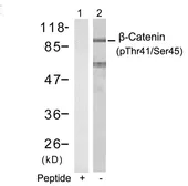 Anti-beta Catenin (phospho Thr41/Ser45) antibody used in Western Blot (WB). GTX50180