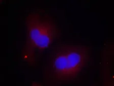 Anti-FAK (phospho Tyr925) antibody used in Immunocytochemistry/ Immunofluorescence (ICC/IF). GTX50185