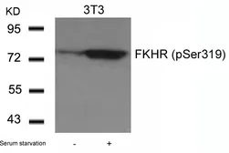Anti-FOXO1 (phospho Ser319) antibody used in Western Blot (WB). GTX50196