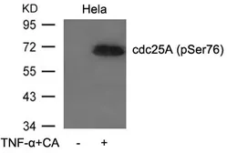 Anti-CDC25A (phospho Ser76) antibody used in Western Blot (WB). GTX50198